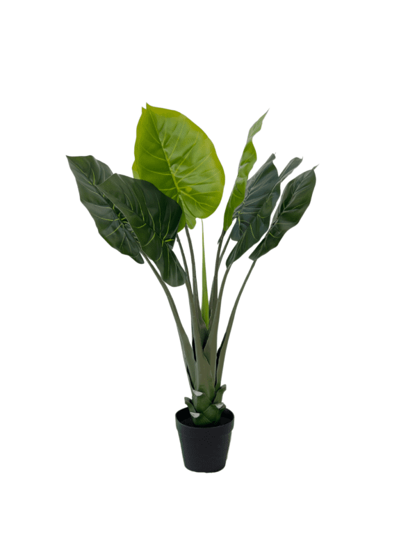 Evergreen 15370