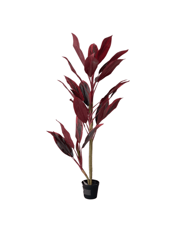 Cordyline 15333