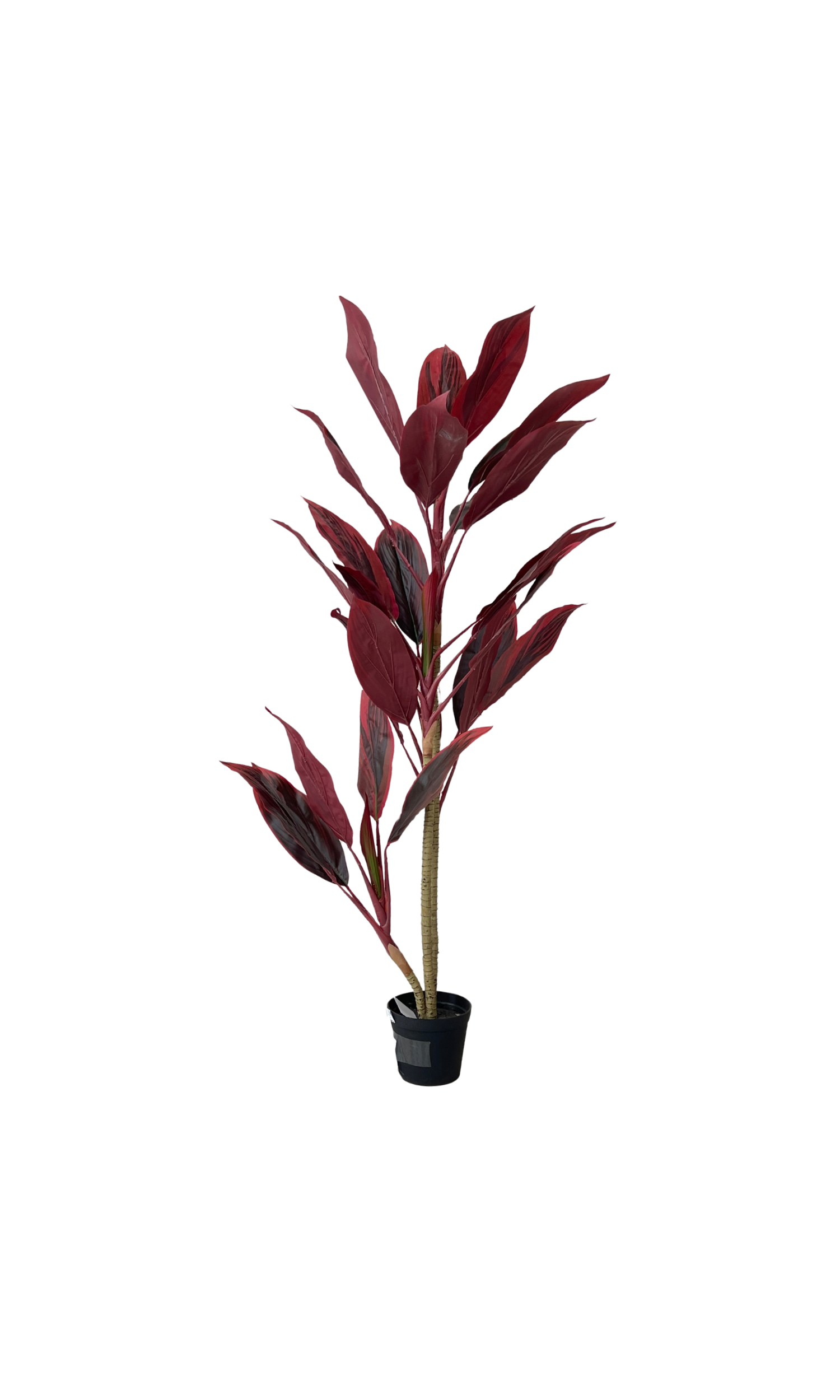 Cordyline 15333