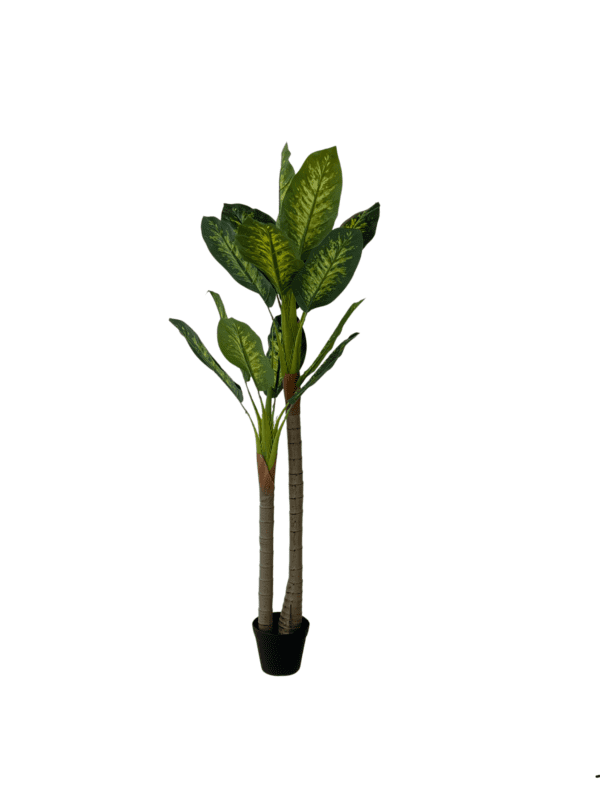 Evergreen 15371