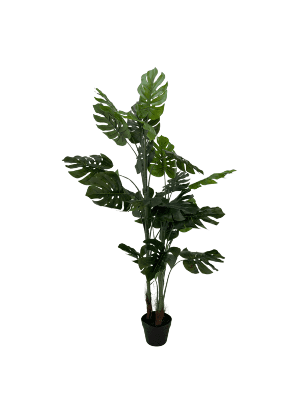 Monstera 15378