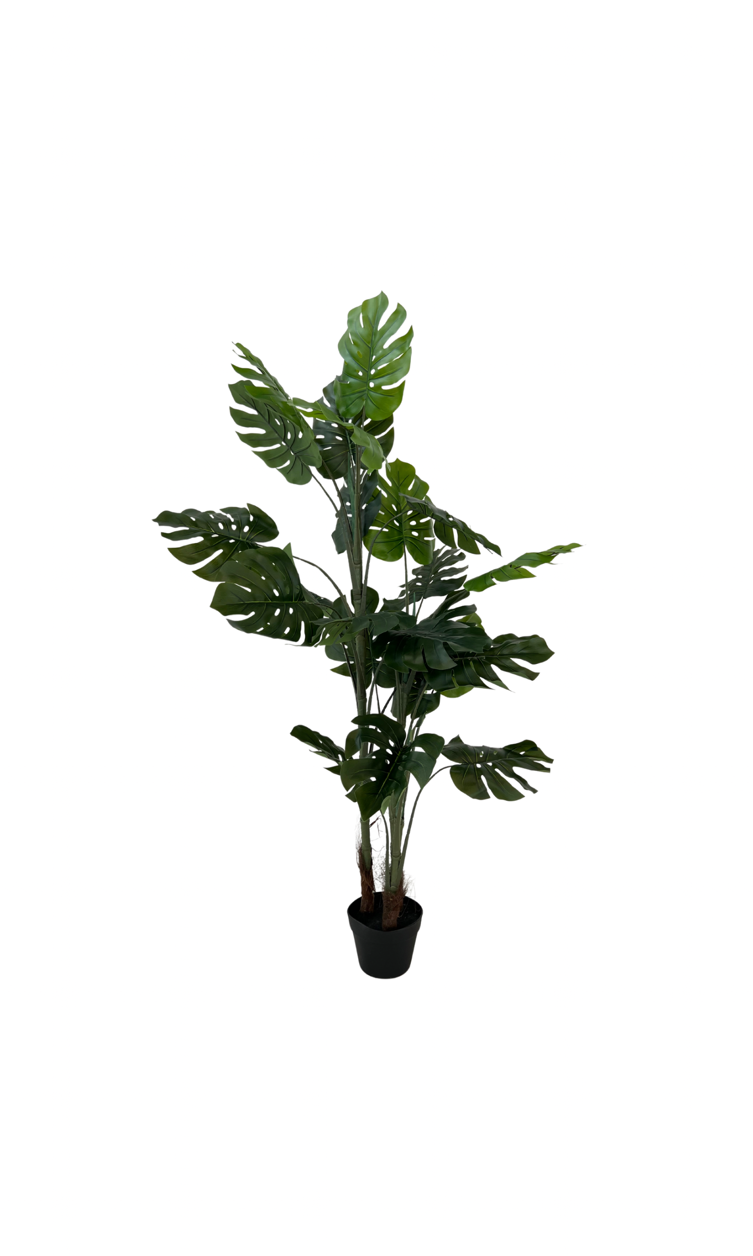Monstera 15378