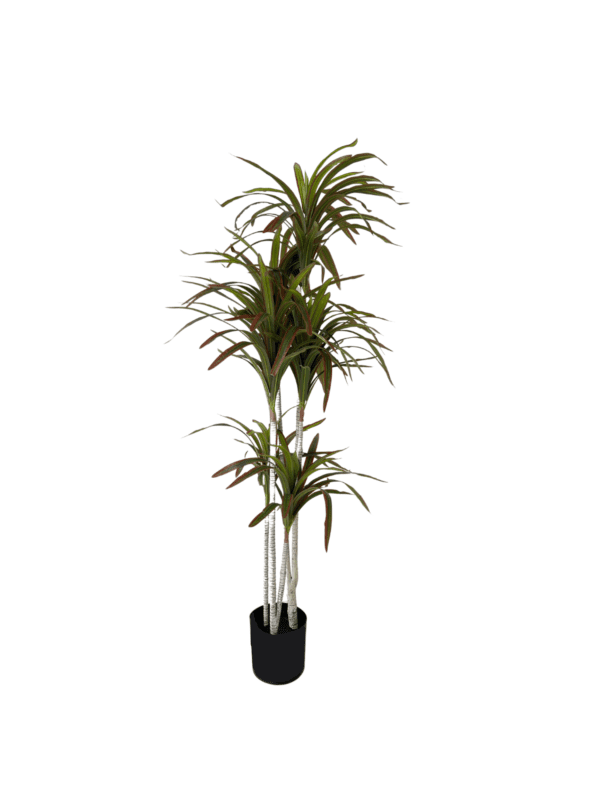 Dracaena 15336