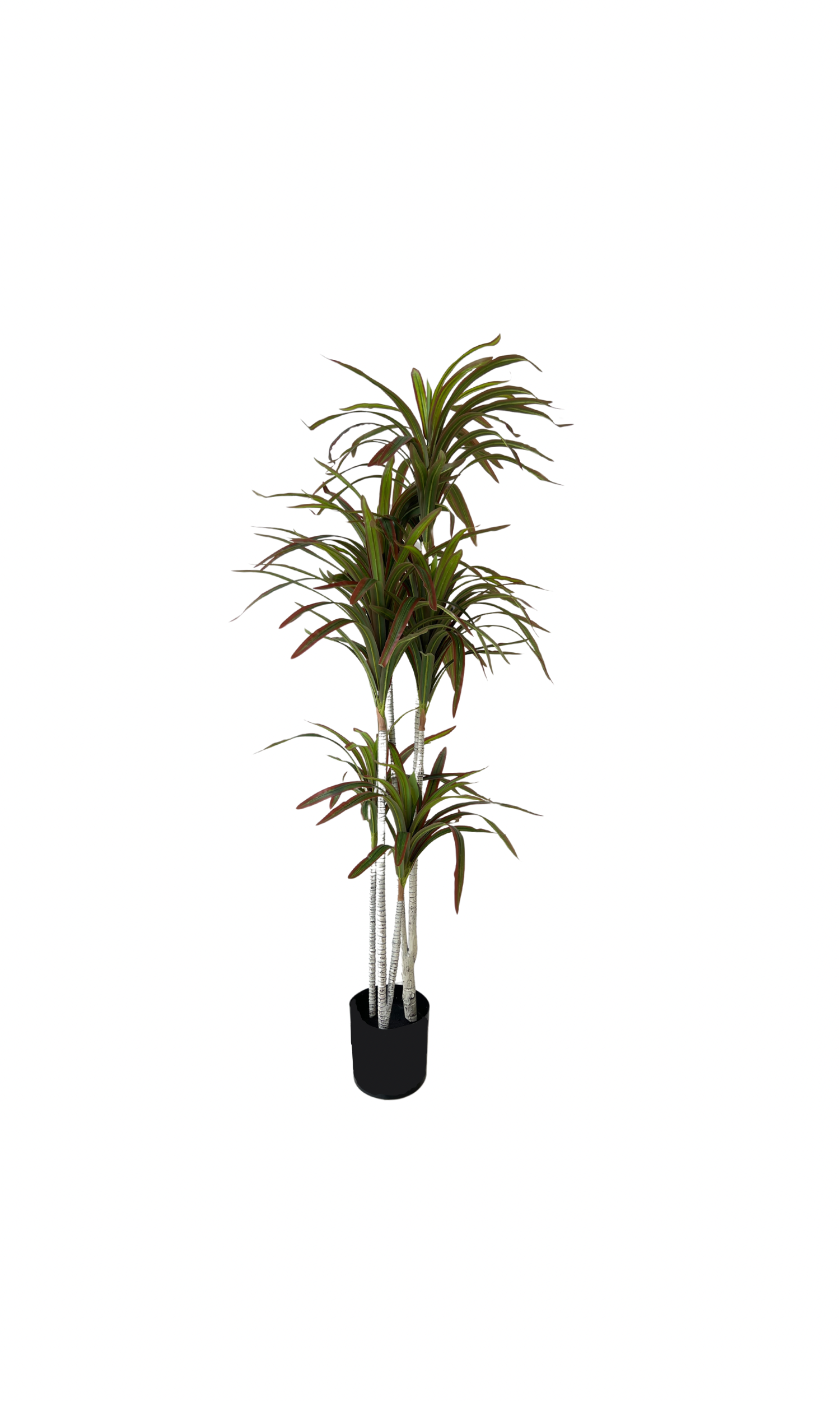 Dracaena 15336