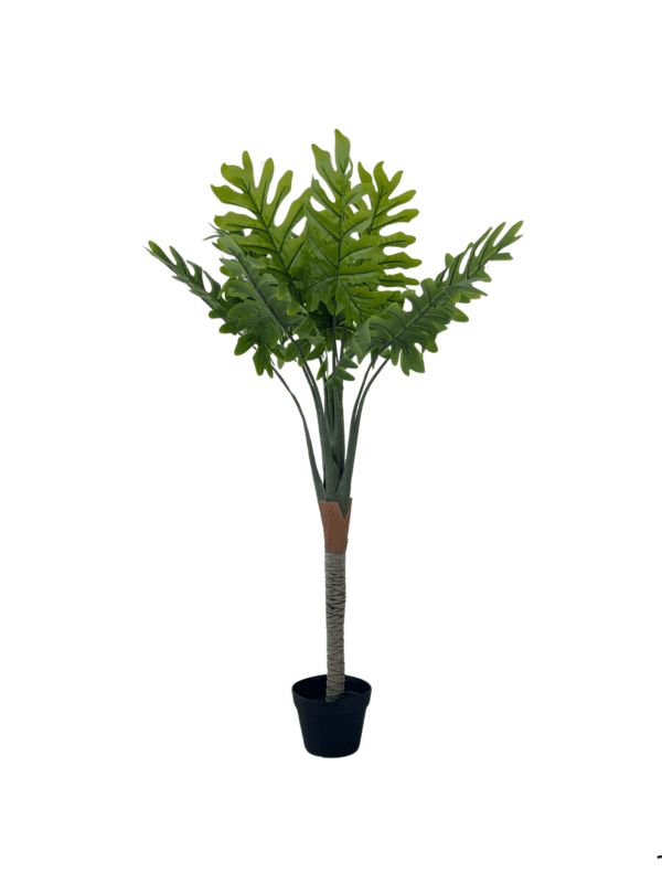 Filadendron 15334
