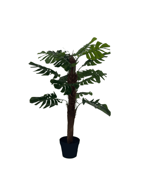 Monstera 15359